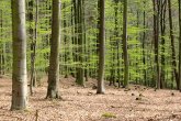 Ansicht eines jungen Buchenwaldes im Frühjahr