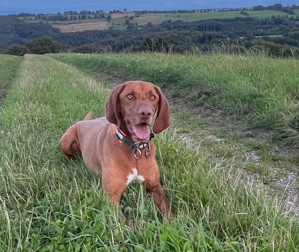 Foto von Hund "Simba", der als tierische Unterstützung im Praxisteil des Workshops dabei war