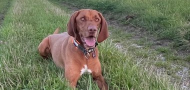 Foto von Hund "Simba", der als tierische Unterstützung im Praxisteil des Workshops dabei war