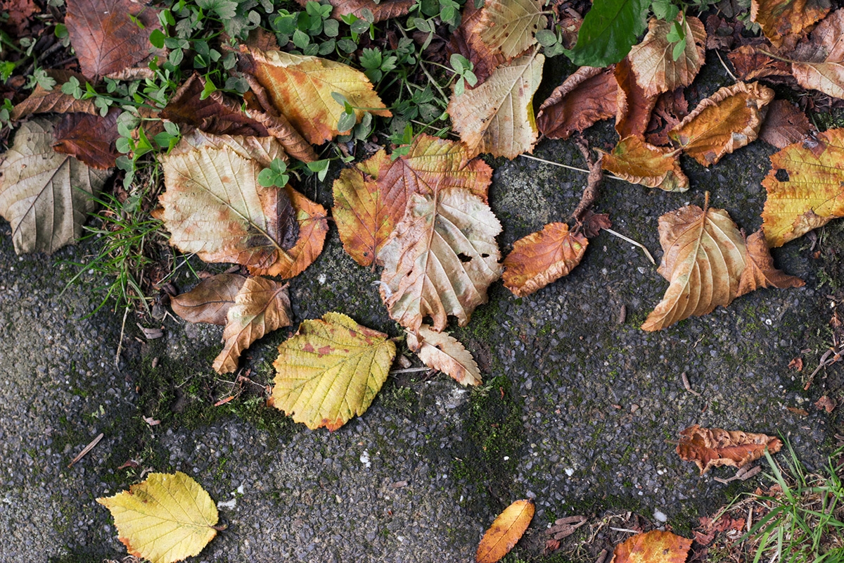 Herbstlaub auf dem Boden