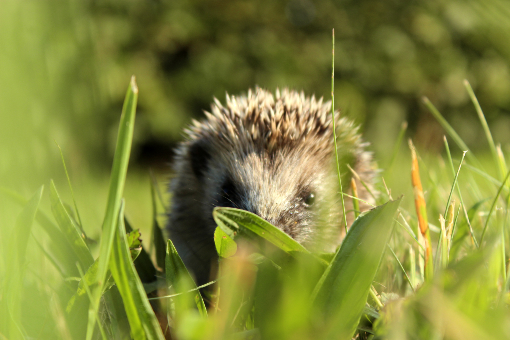 Igel in Gras