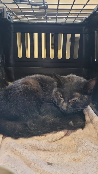 Schwarze Katze in Box