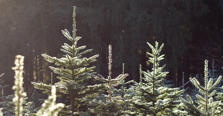 Weihnachtsbäume im Buhlert