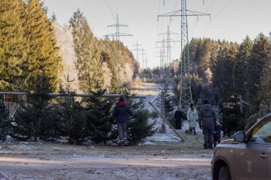 Weihnachtsbäume im Buhlert