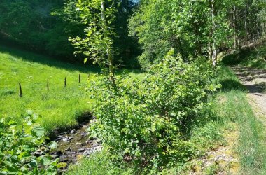 Ein Waldweg neben dem der Tiefenbach verläuft